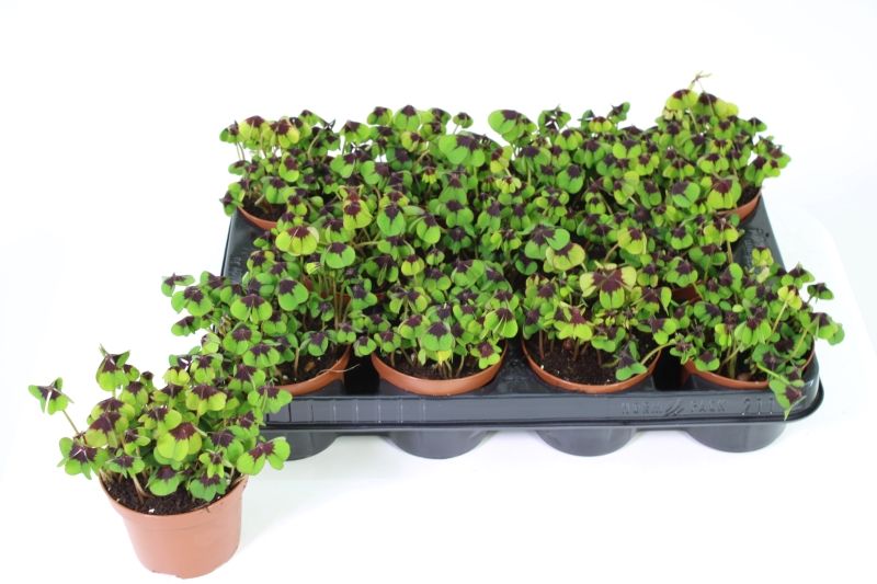 Oxalis deppei, D 9 cm