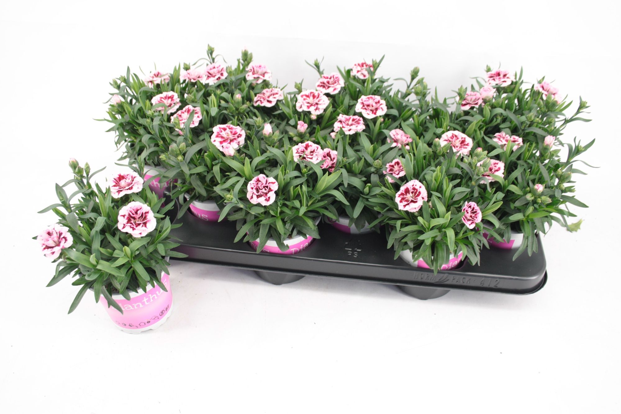 Dianthus Oscar Purple Star, D 10,5