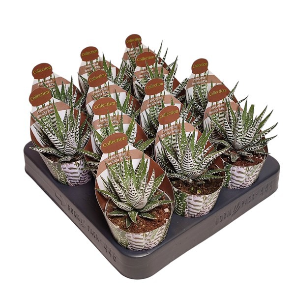 HAWORTHIA FASCIATA ALBA - POT Ø 6,5 - COLLECTION WITH POTCOVER (SUCCULENTEN), D 6,5
