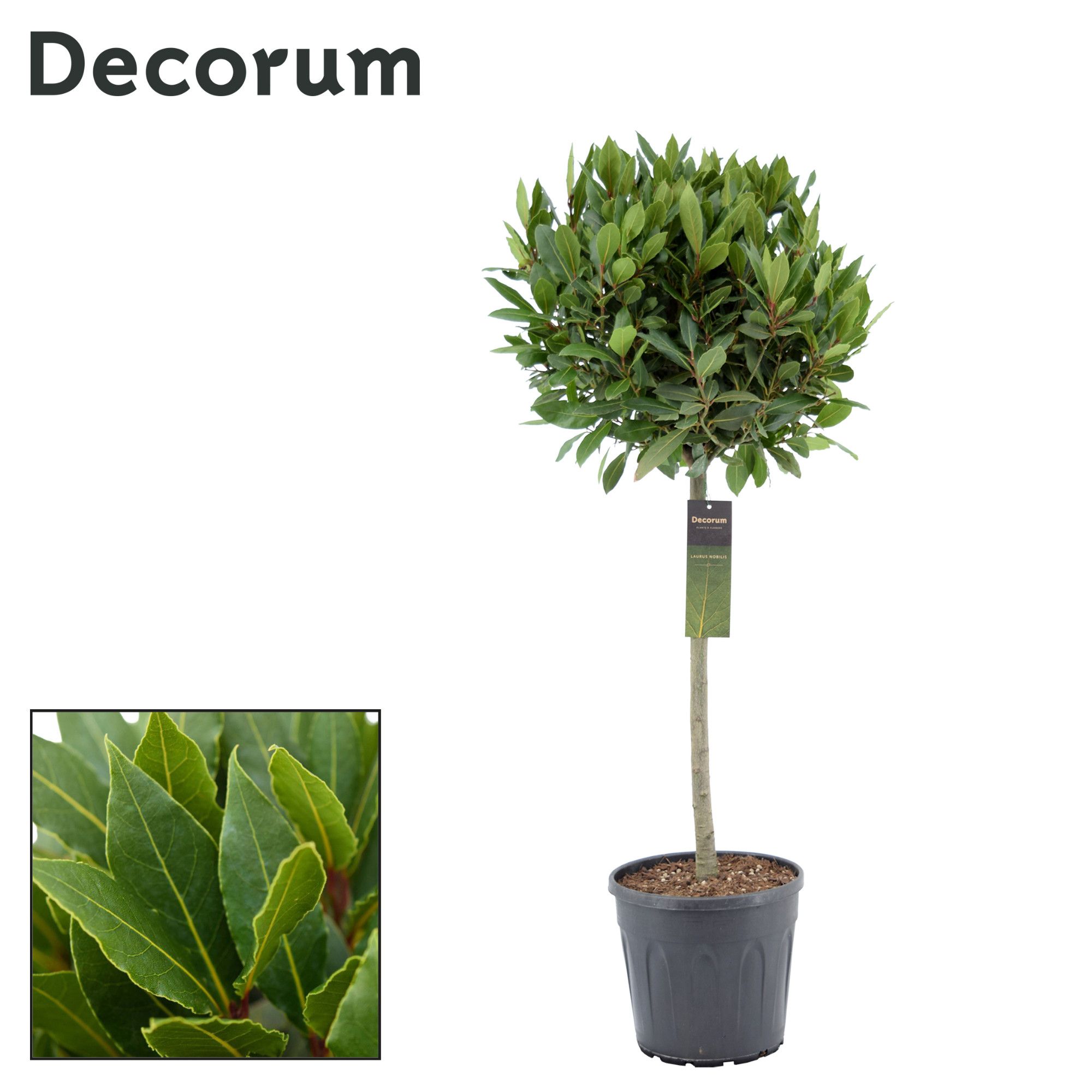 Laurus nobilis Bol op stam, D 25