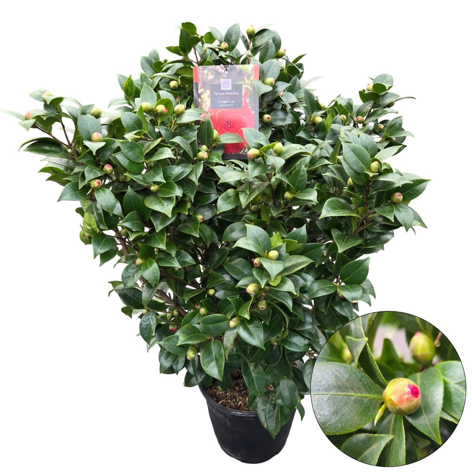 Camellia jap. 'Red', D 29
