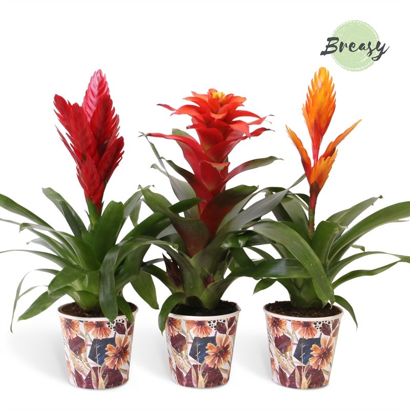 Bromelia Classic - 13cm in Bonn | Mimesis, D 12