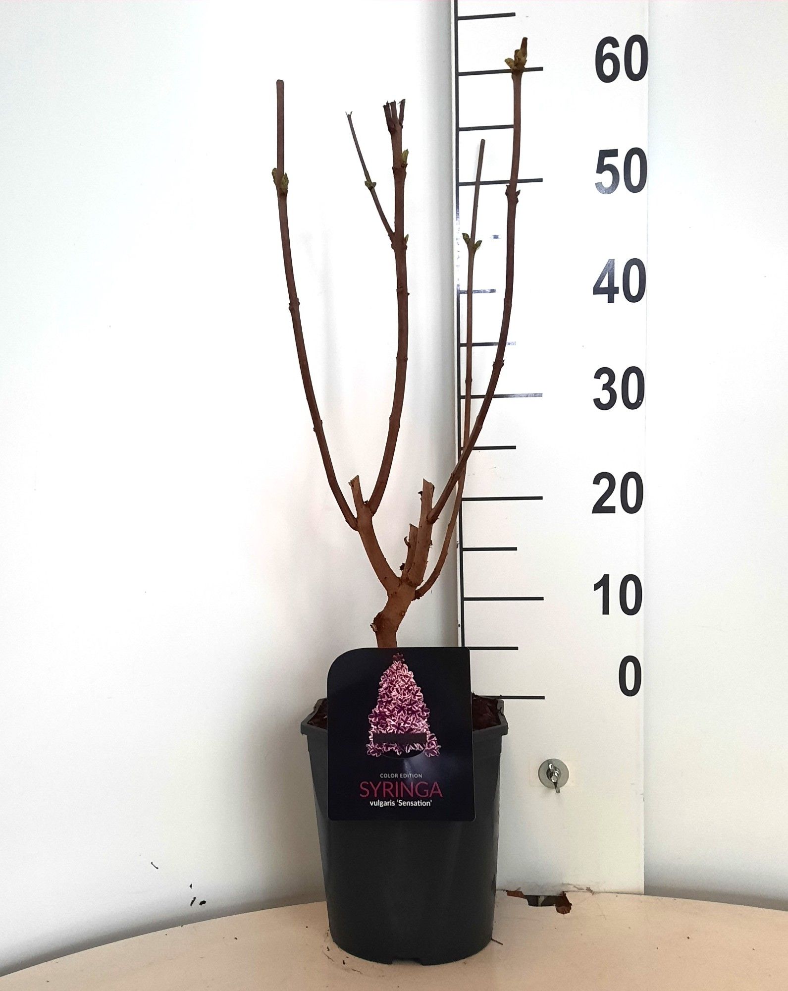 Syringa vulg. 'Sensation' 4-5 tak, D 21