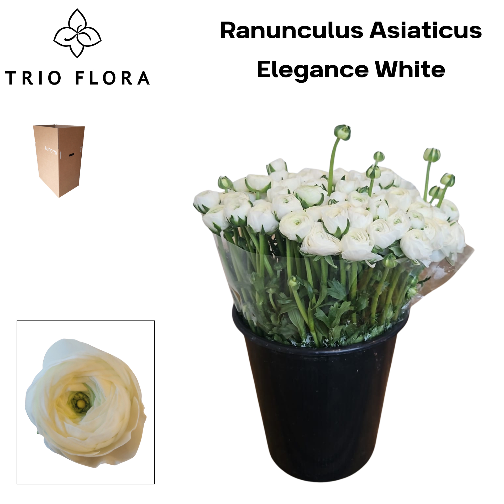 Ранункулус Элеганс Вайт 40, шт.