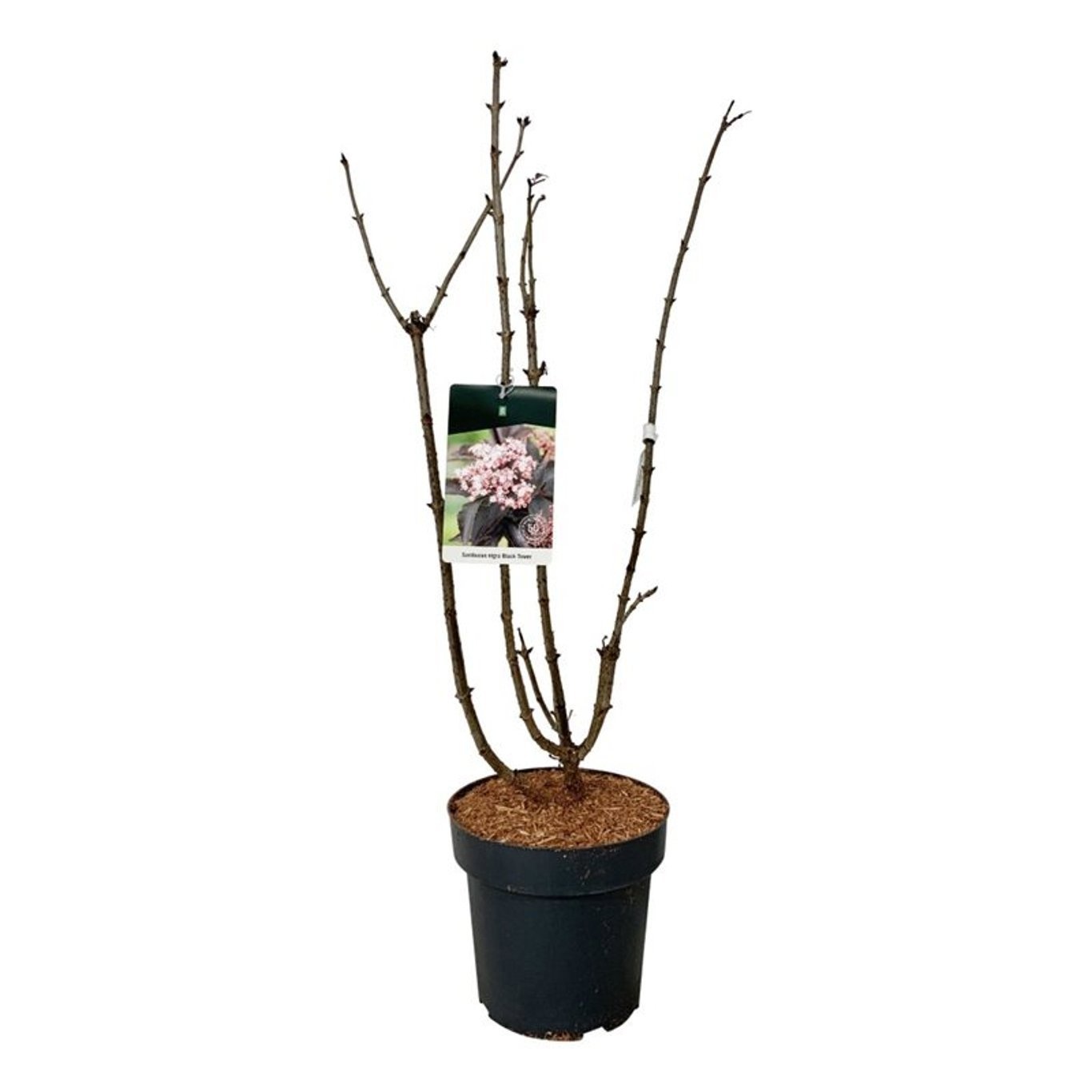 Sambucus nigra Black Tower, D 32