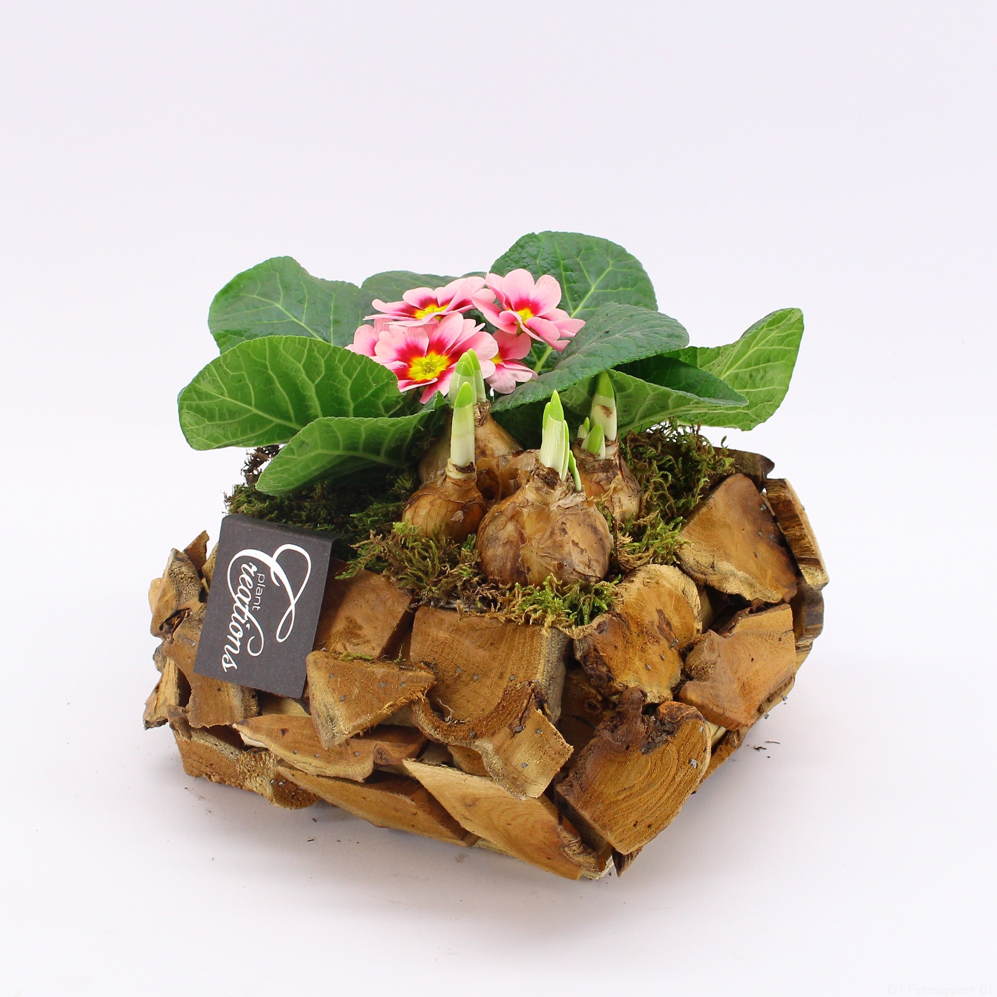 PMCR-2641 Primula creations, D 20