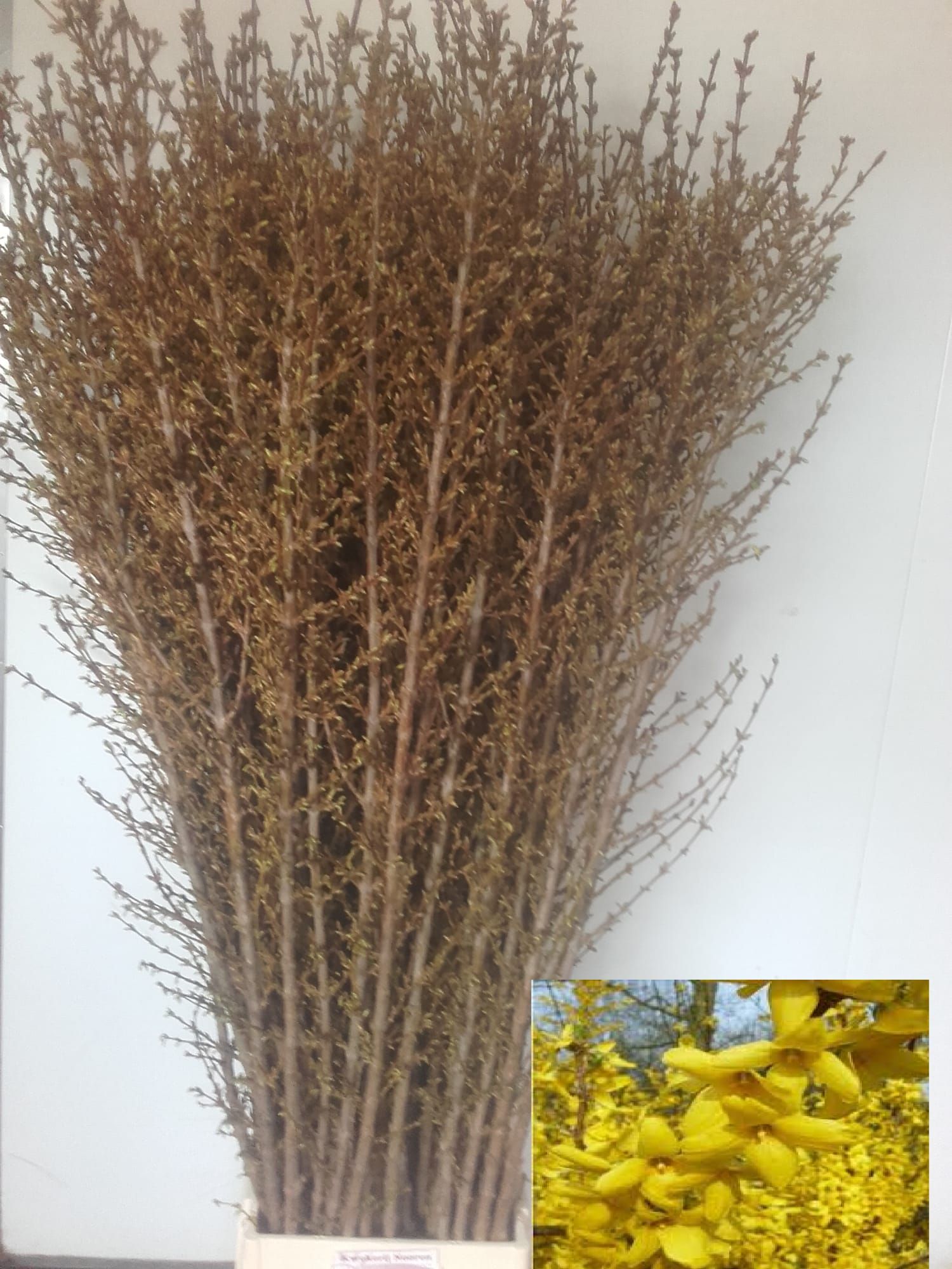 Форзиция Спектабилис 170 (желт.), шт.