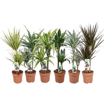 Green is...dracaena mixkar p17 - min 4 soort per laag/8x per cc, D 17