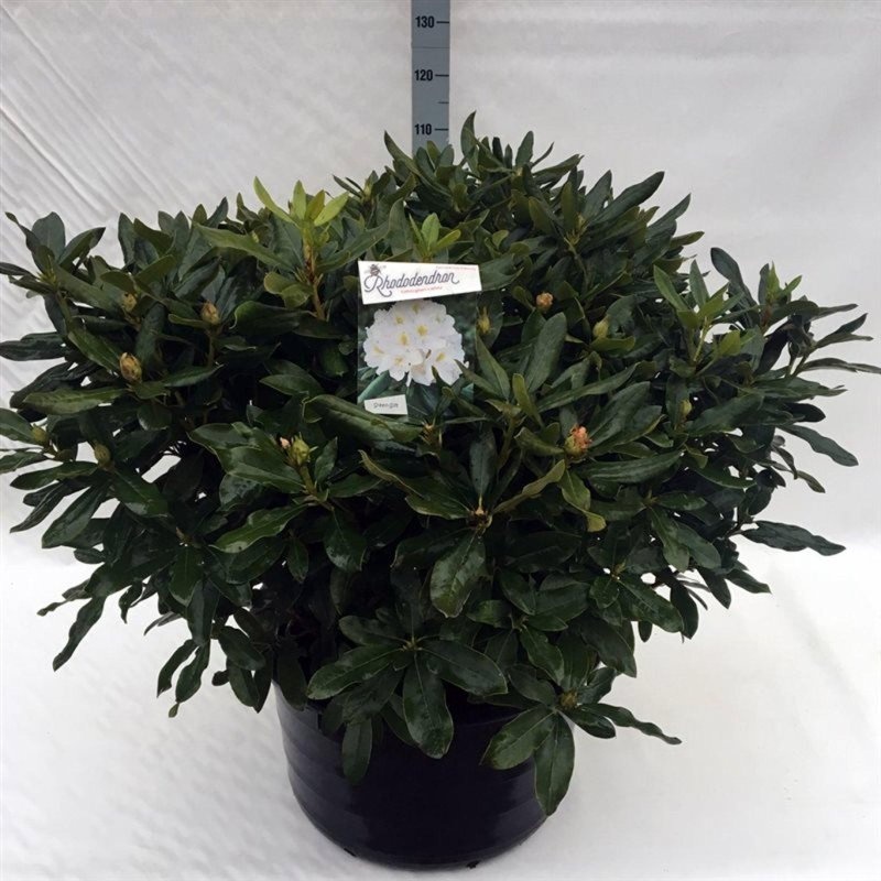 Rhododendron 'Cunningham's White', D 65