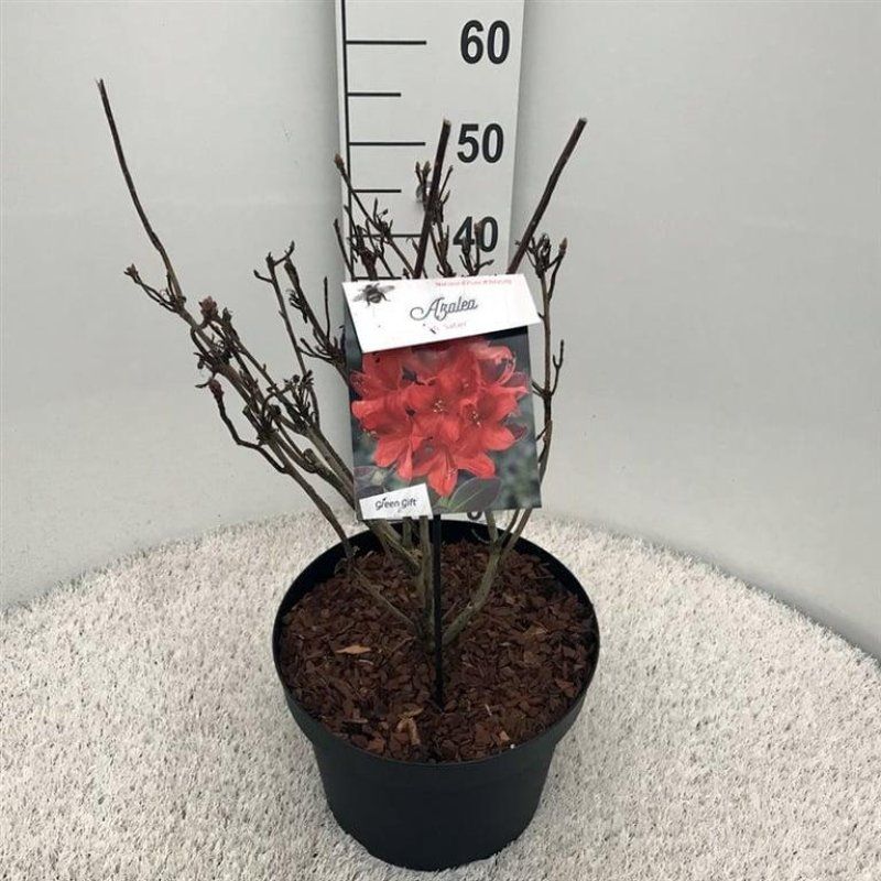 Rhododendron (AK) 'Satan', D 29
