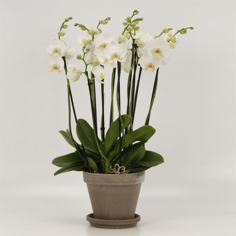 Phalaenopsis overig wit 10 tak wit in Megane grijs pot 18cm met schotel, D 18