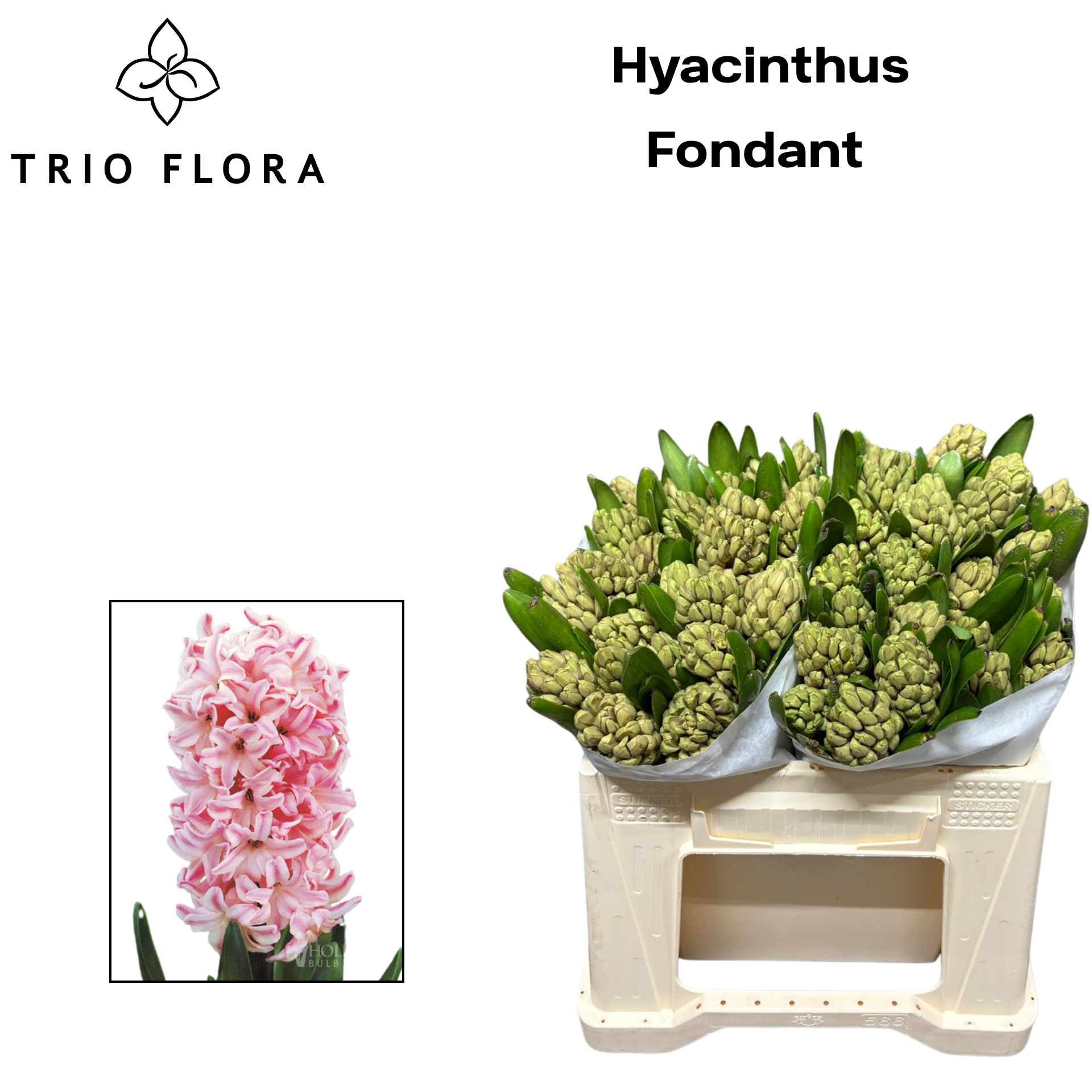 Гиацинт Фондант (роз.), шт.