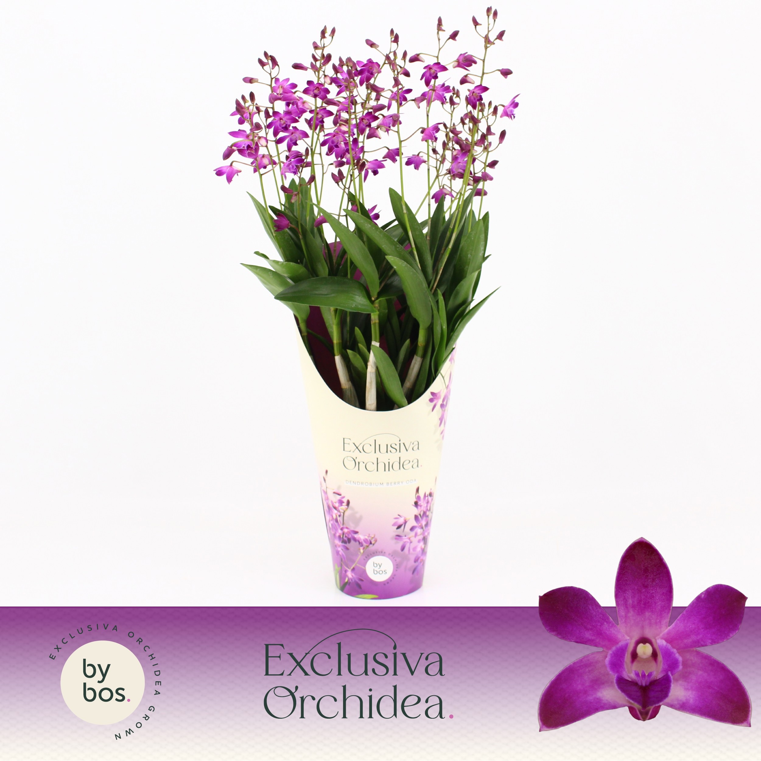 Dendrobium, Berry Oda 18+ spike 'Exclusiva Orchidea' Potcover, D 12