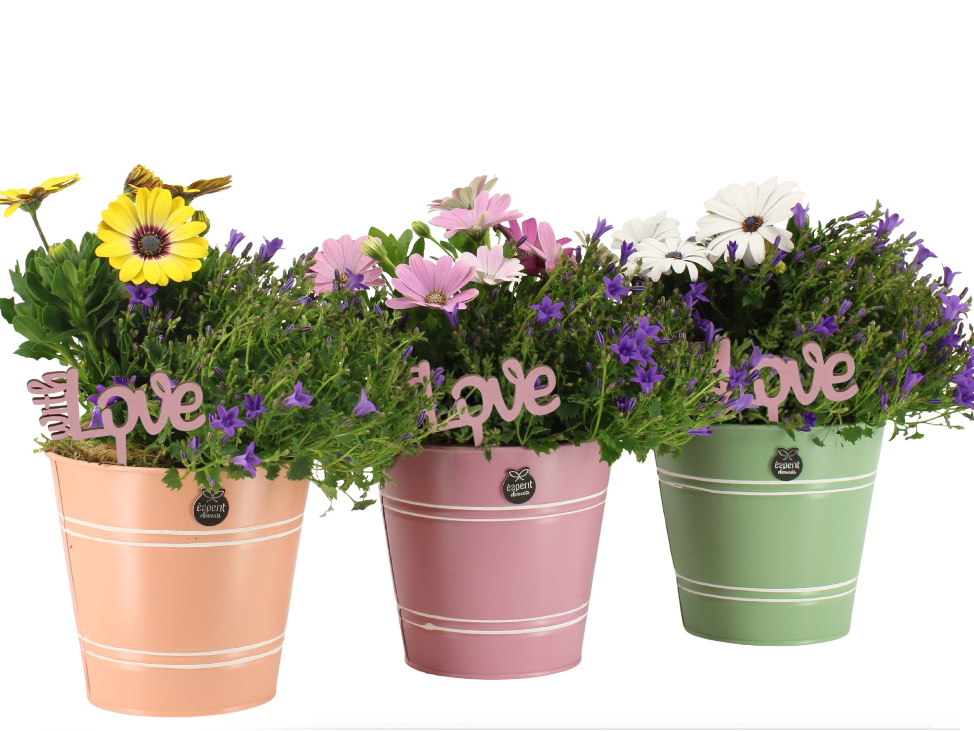 22003: Love outdoor arrangement, D 16