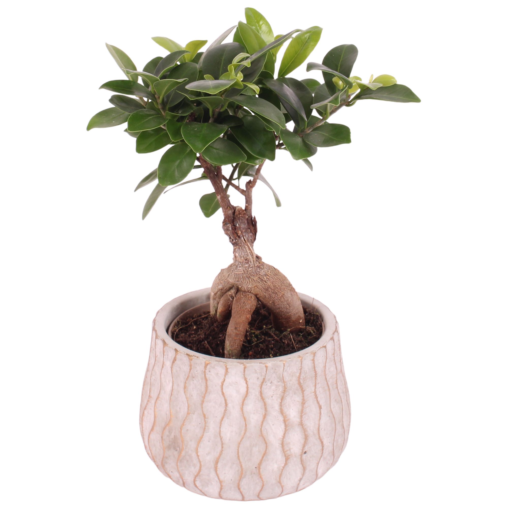 Ficus m. Ginseng Ball Shape Ø09cm in Ø12cm Ceramic PL569, D 12