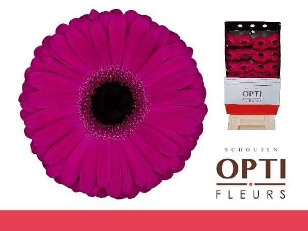 Гербера Аладин, шт. Гербера Аладин, шт.