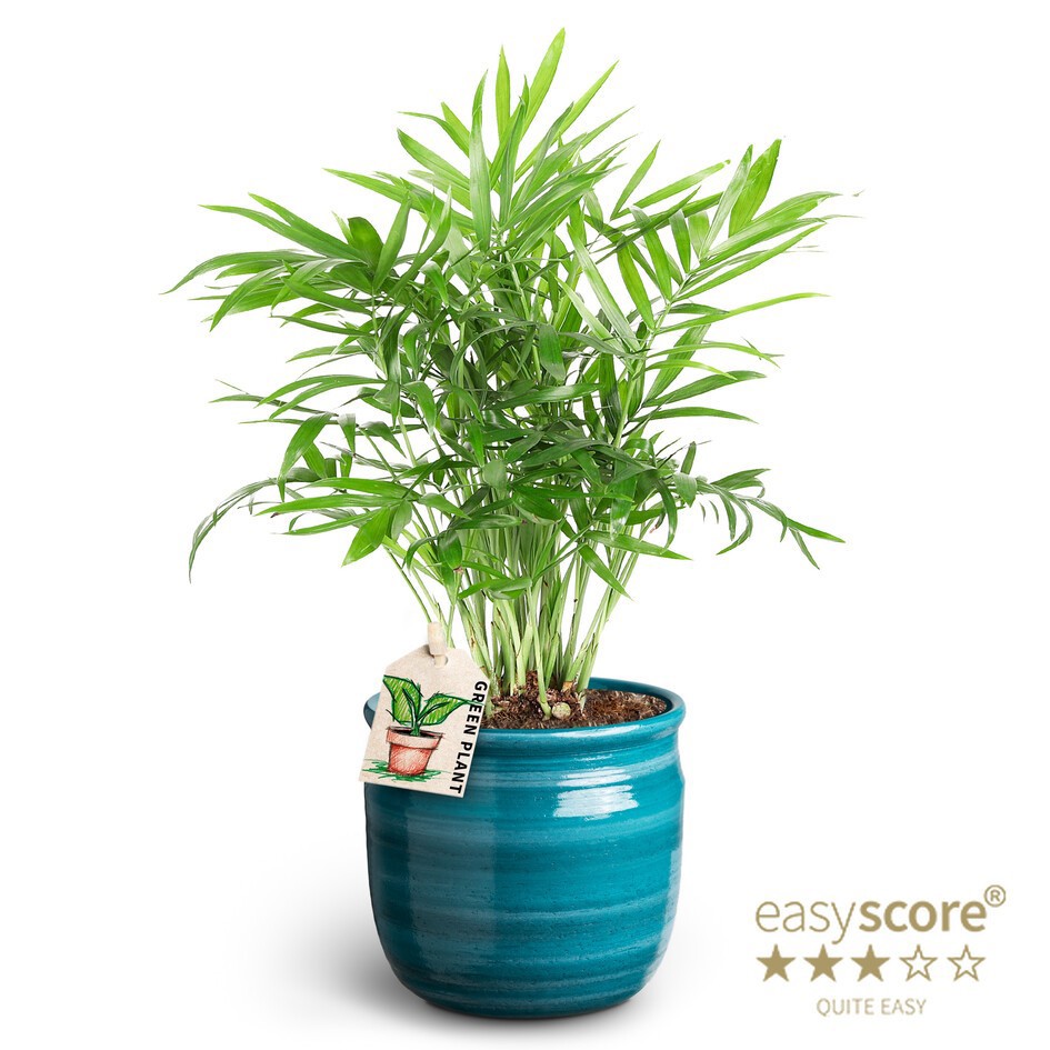 Maceta Teal, Chamaedorea, D 10
