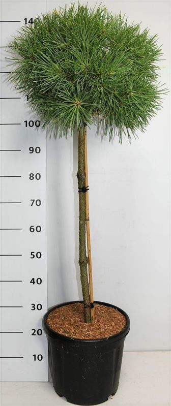 Pinus sylv. 'Aurea', D 38 cm
