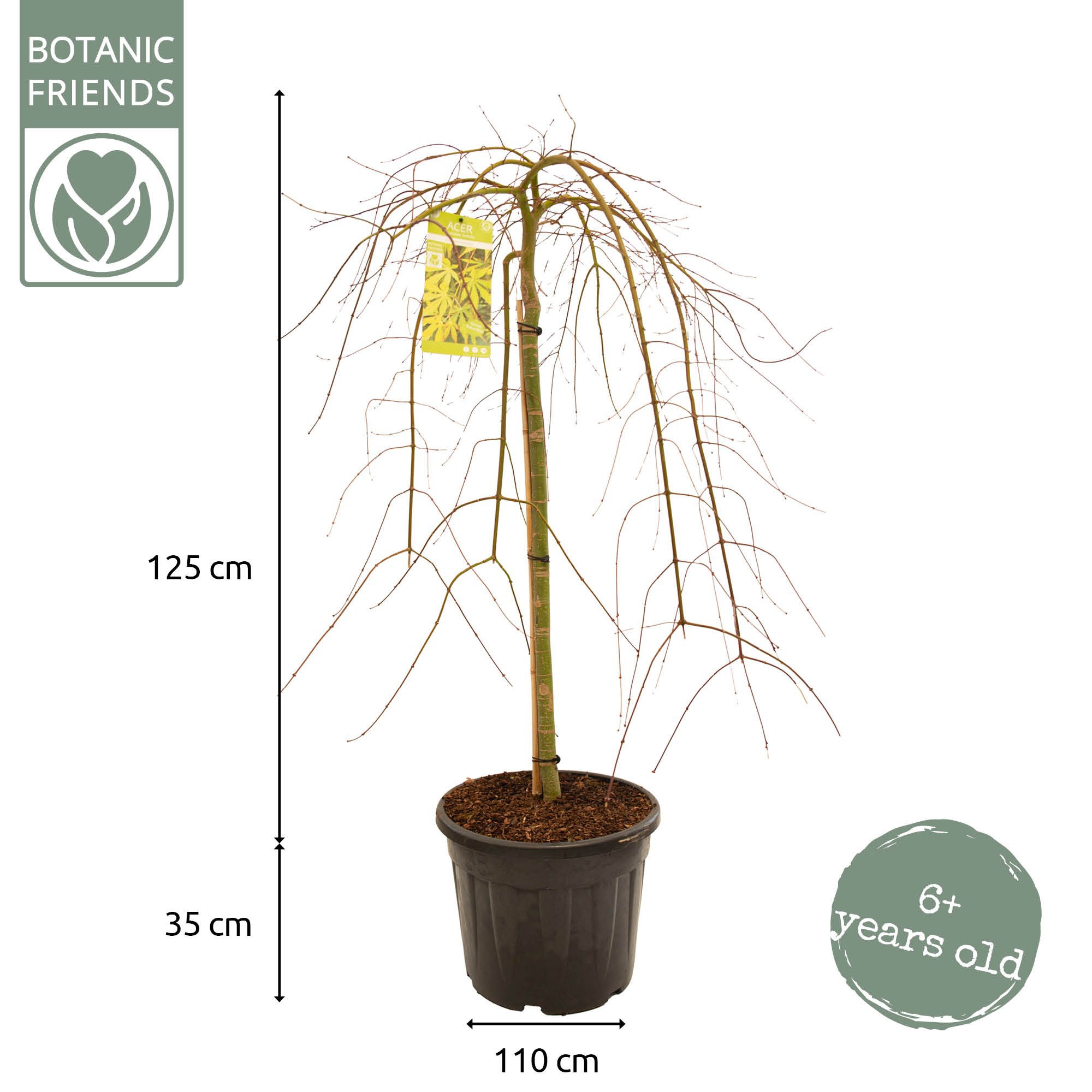 Acer palm. 'Cascade Emerald' C35 halfstam, D 35