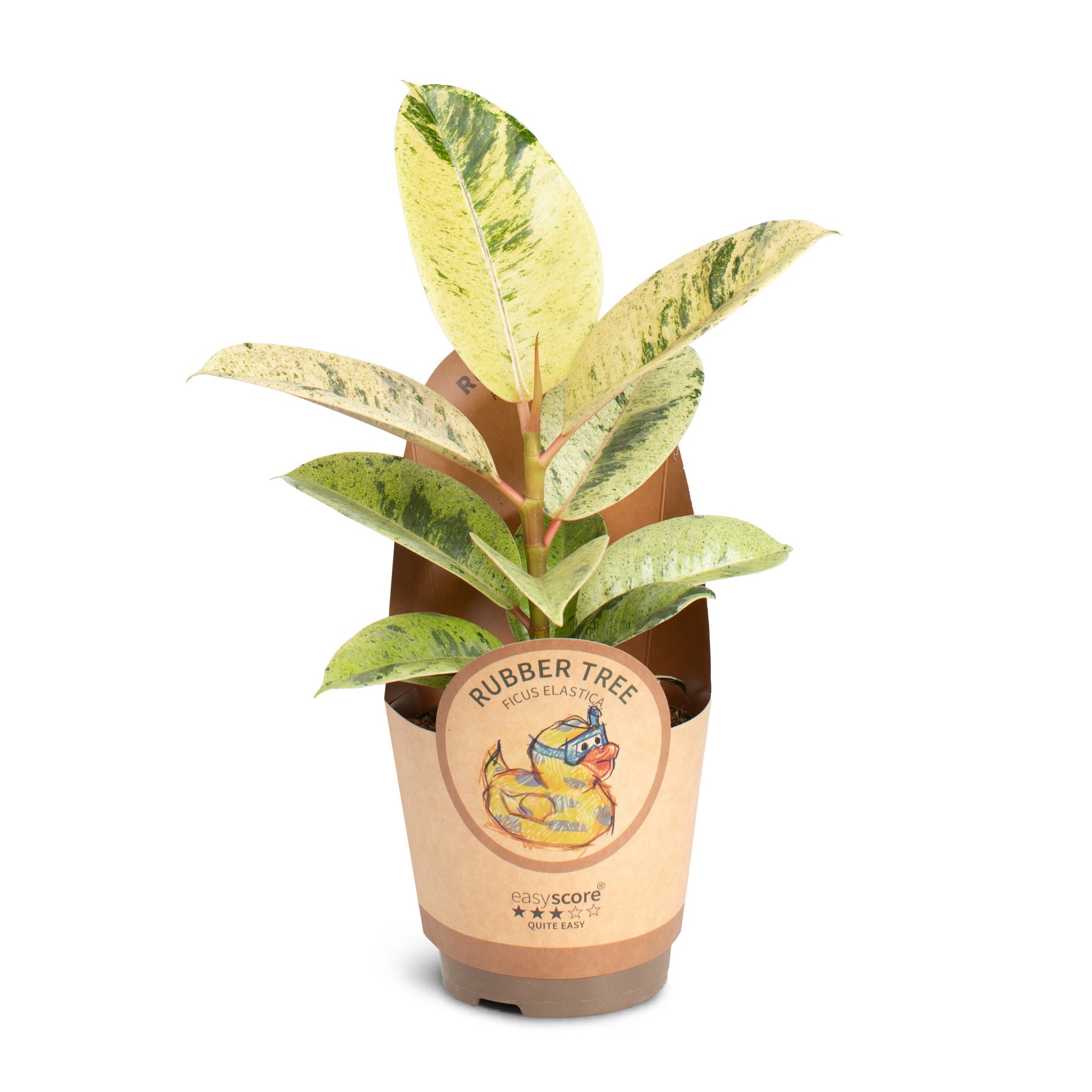 Ficus elastica ´Shivereana´, D 11