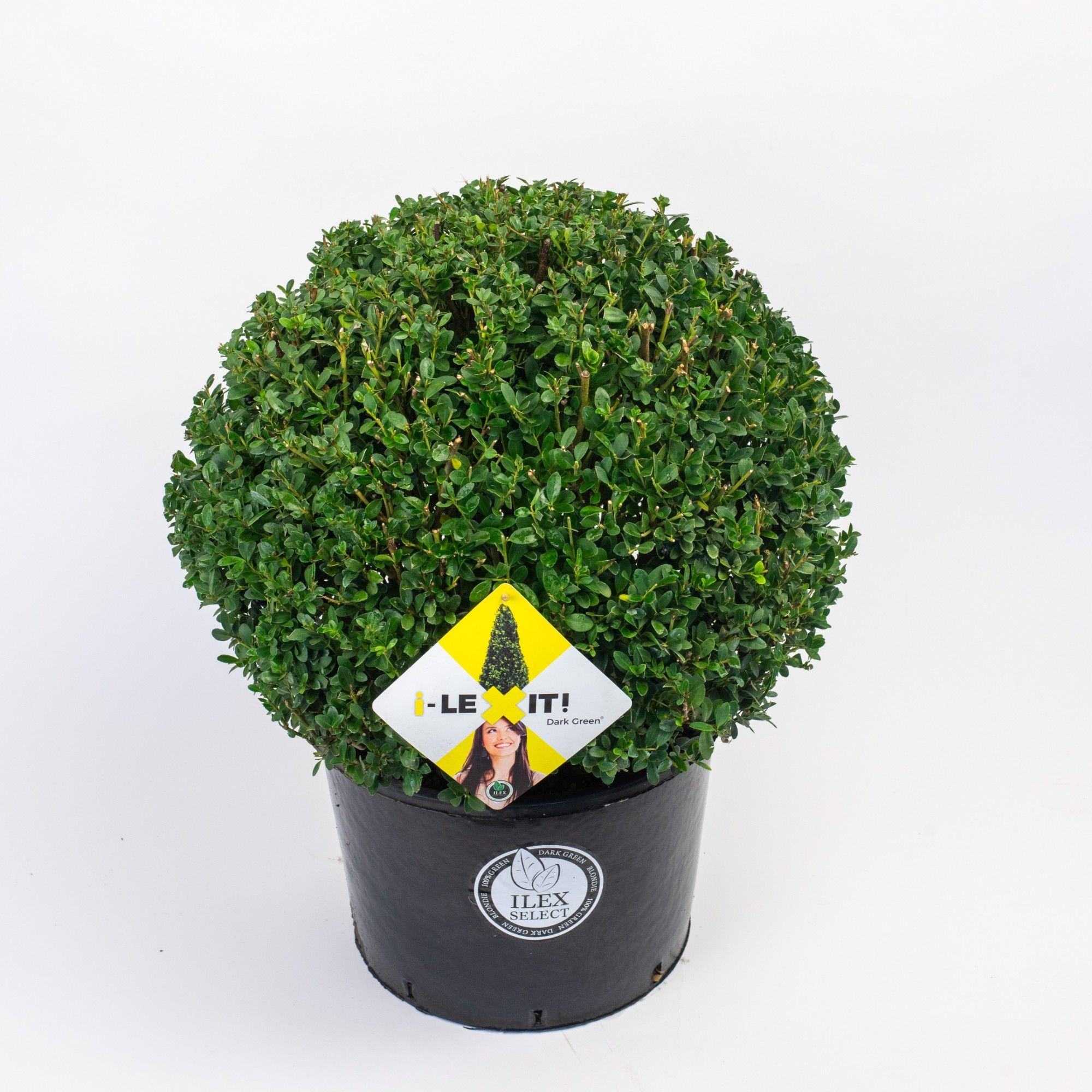 Ilex crenata Dark Green, P38, Bol Ø50cm, D 35