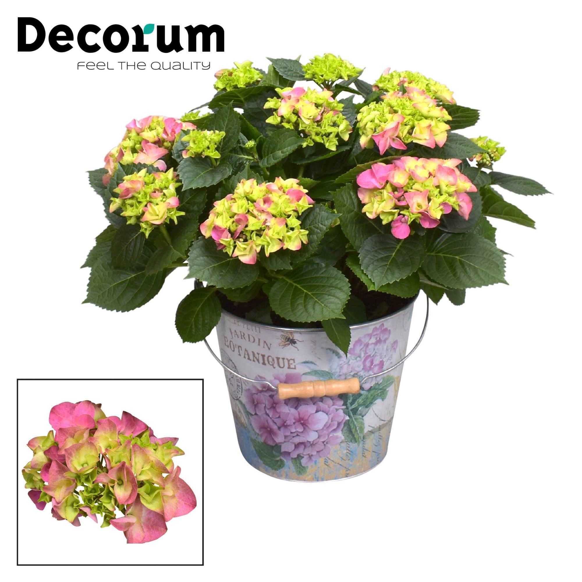 Hydrangea Bol Pink 7 - 12 kop in Bucket (Decorum), D 23