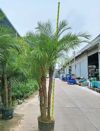 Феникс роебелении Сунфлауер 40 250