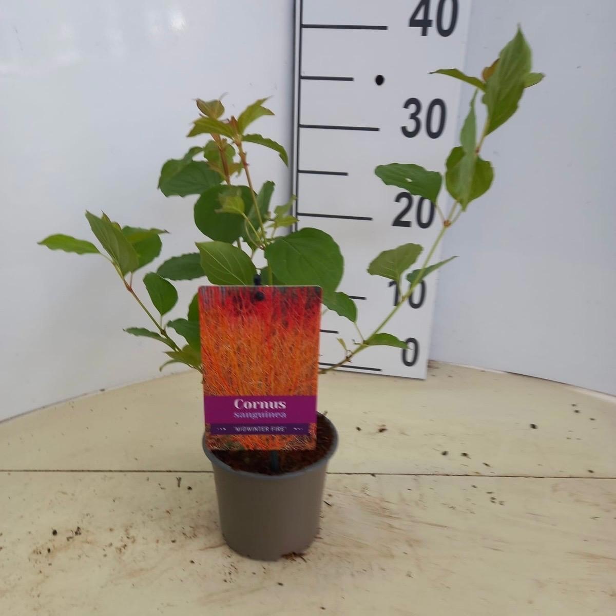 Cornus sanguinea 'Midwinter Fire', D 12