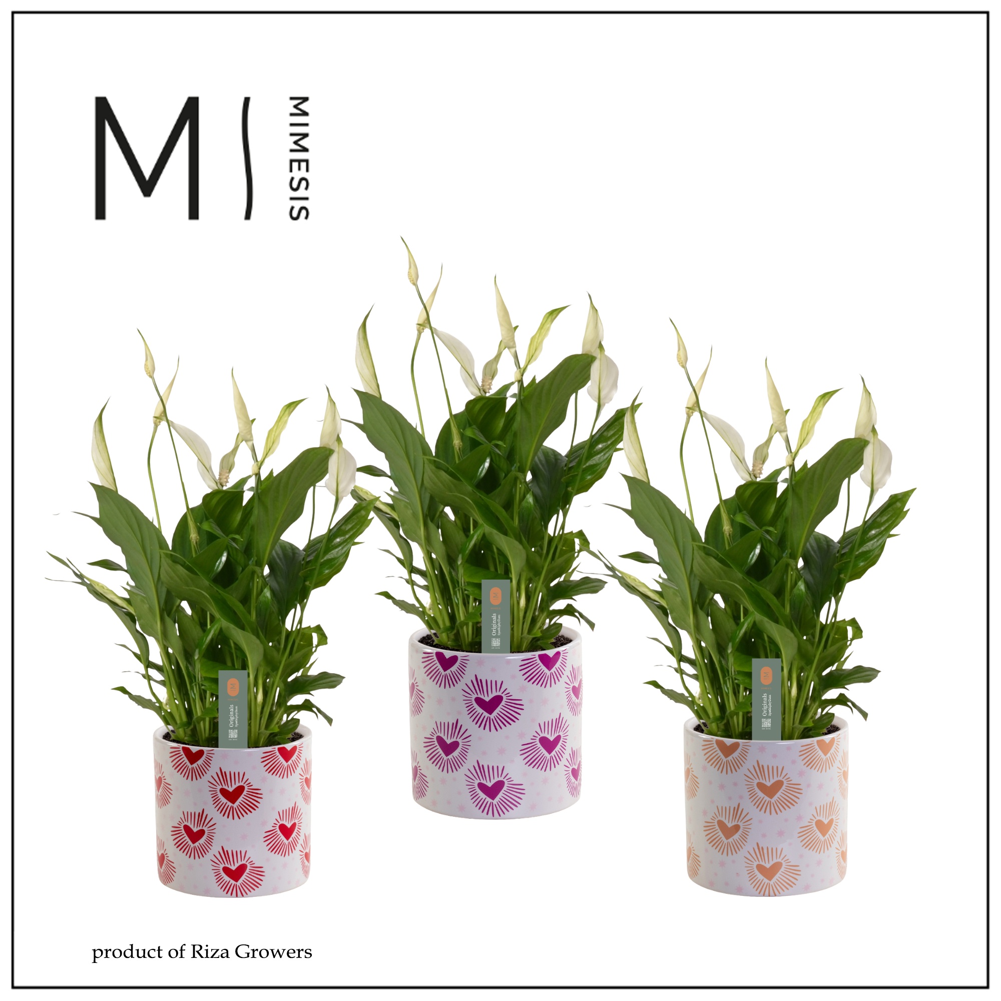 Mimesis Spathiphyllum Bellini - 13 cm in Nine - Bubblicious, D 13