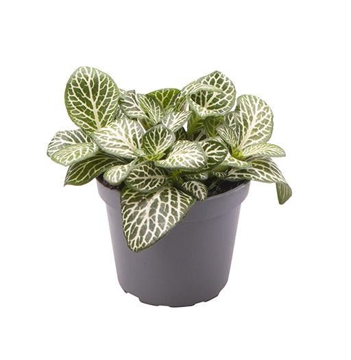 FITTONIA VERSCHAFFELTII 'MINI WHITE', D 6