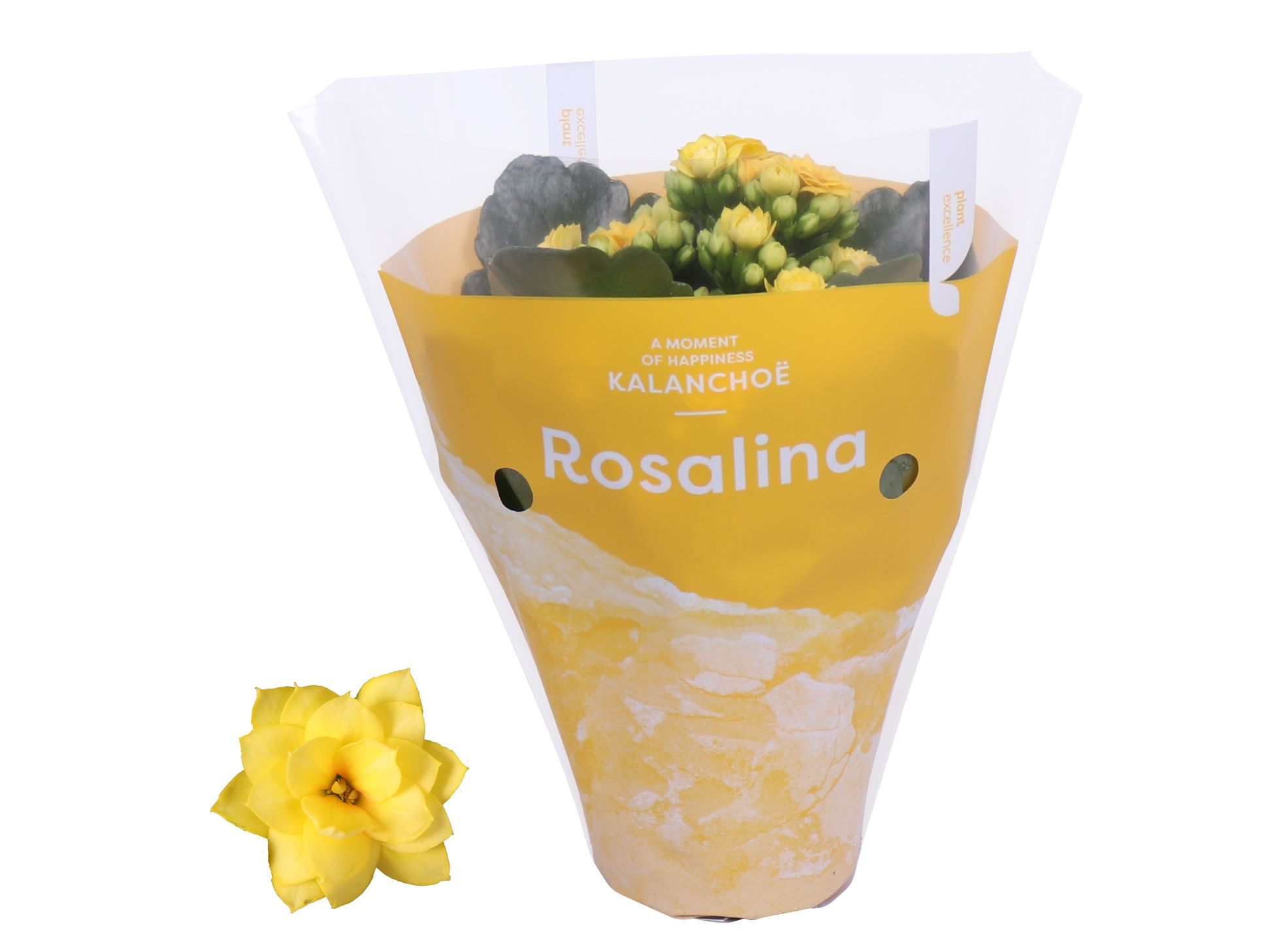 Kalanchoe Rosalina 07cm TST Don Amarillo, Gele hoes, D 7 cm Kalanchoe Rosalina 07cm TST Don Amarillo, Gele hoes, D 7 cm