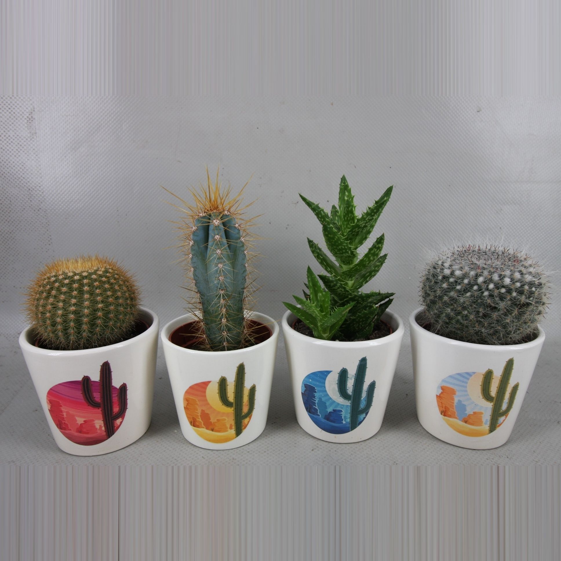 326 Rising Sun pot cactus 6,5 cm, D 8