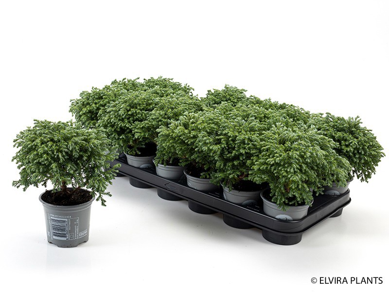 CHAMAECYPARIS PISIFERA 'Minta', D 9 cm