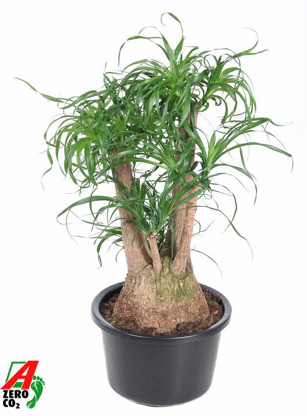 Beaucarnea vertakt P38 - 2ft, D 38