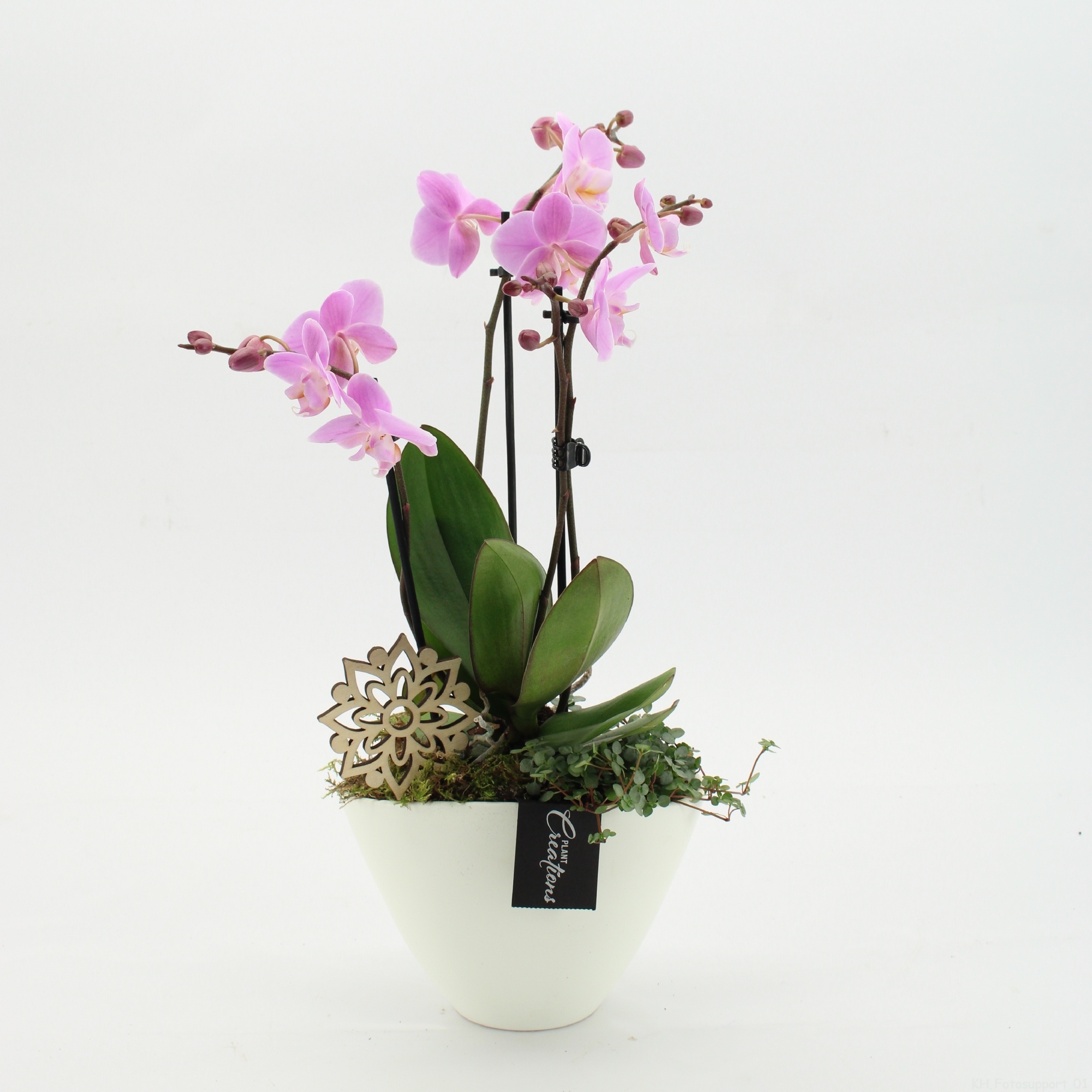 PHAL-2626RZ Phalaenopsis creatie, D 19