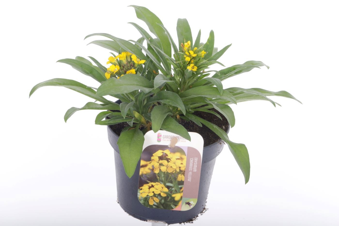 Erysimum Canaries Yellow, D 13