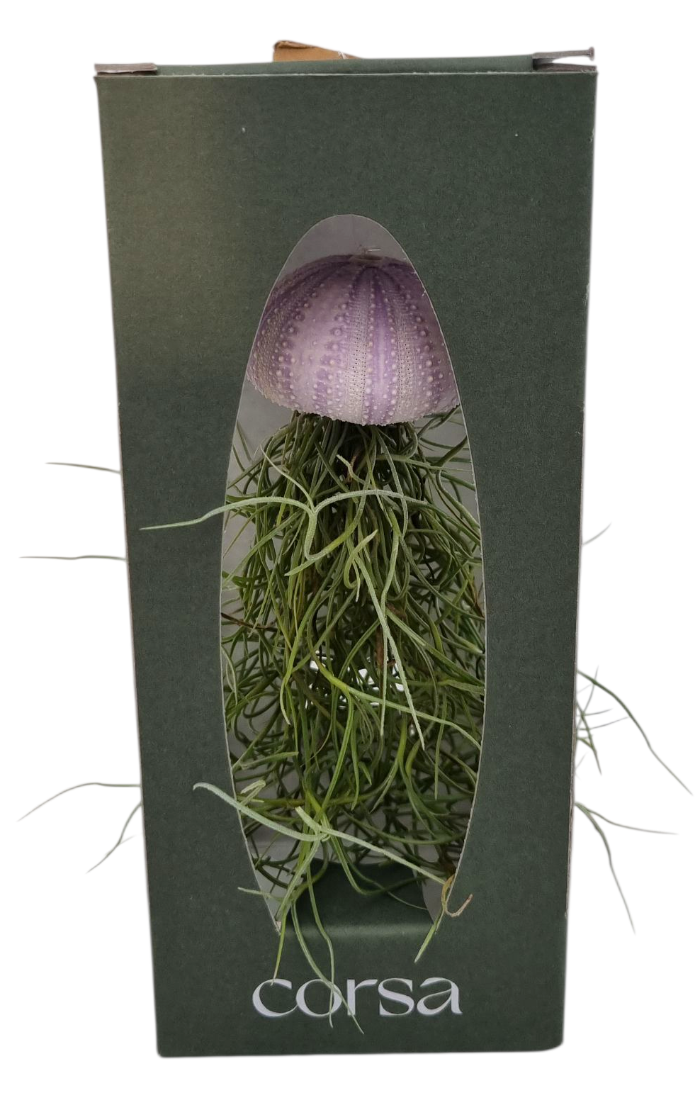 Tillandsia schelp small gift package, D 9