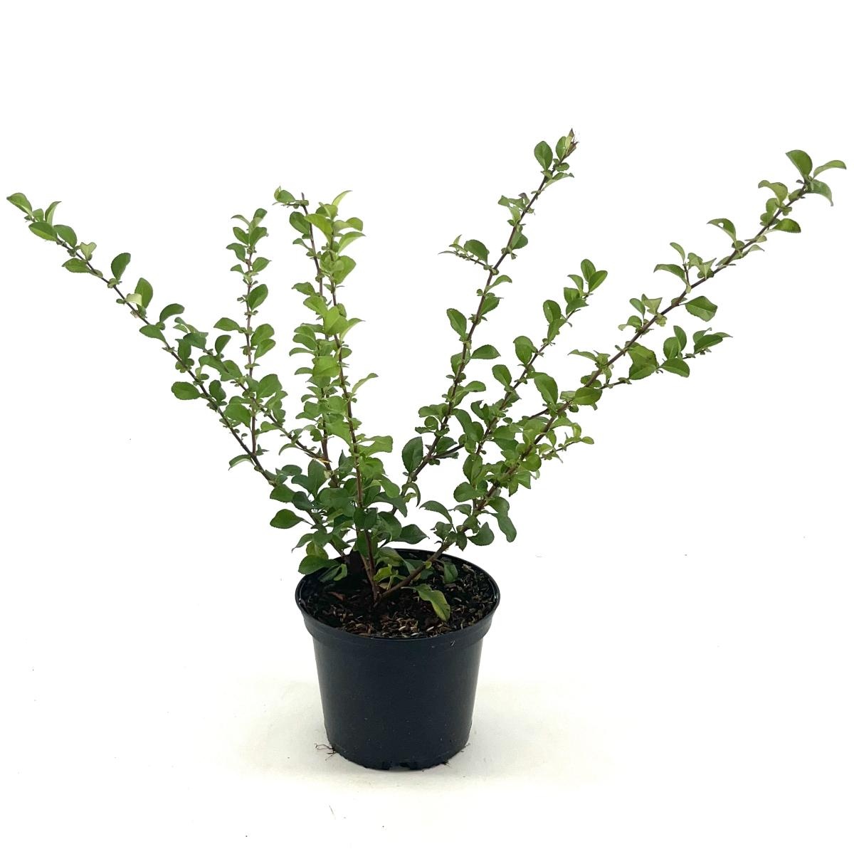 Chaenomeles sup. 'Orange Trail', D 17 cm