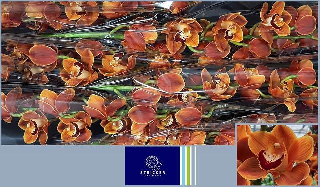 Цимбидиум Ренес Виш x6 80, шт.