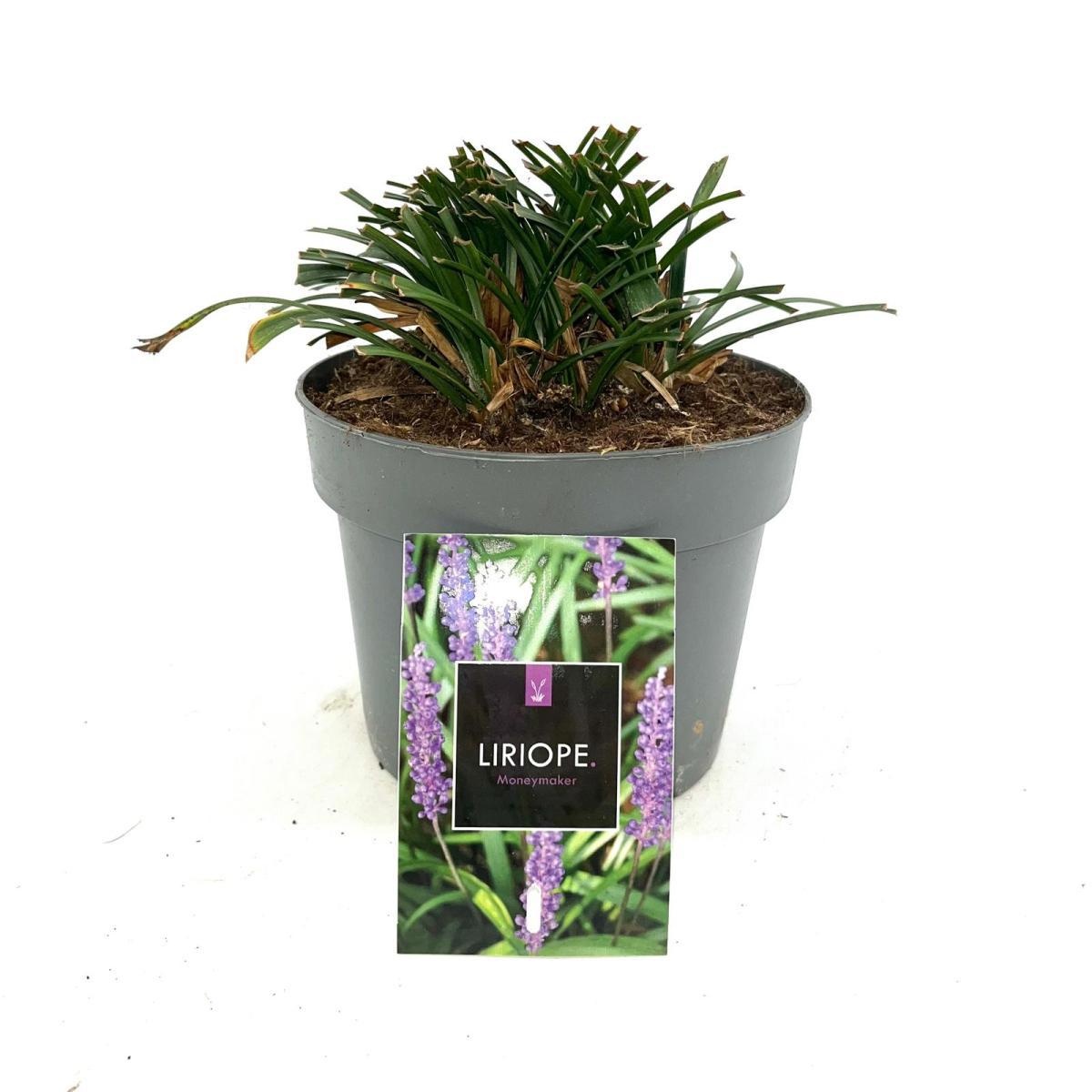 Liriope muscari 'Moneymaker', D 17
