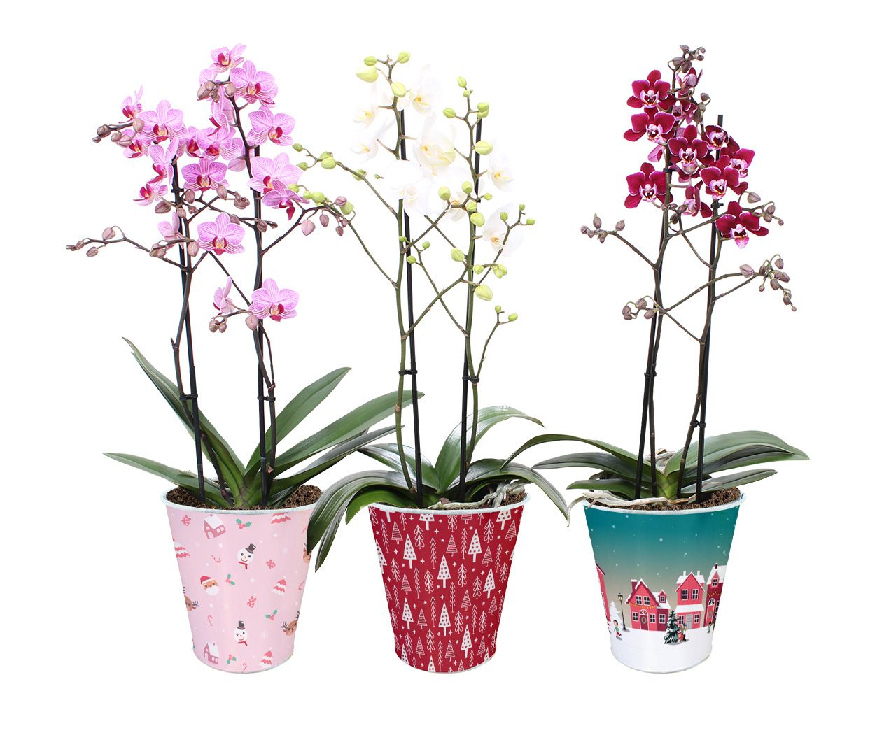 Phal. Multi 2-tak mix in BGC946 zink pot kerst 2, D 12 cm