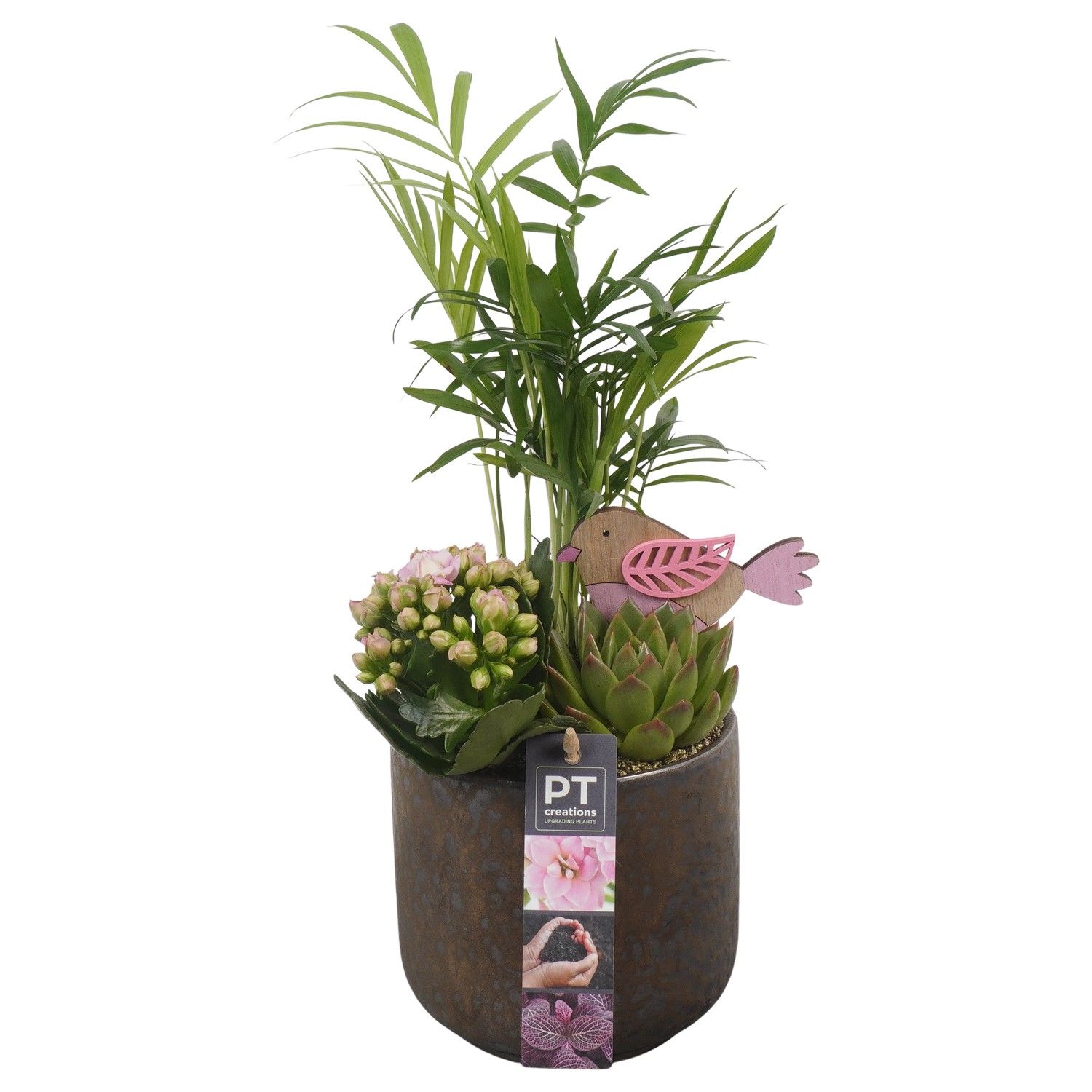 PTIB6455 Arrangement Indoor in keramiek pot, D 13 cm PTIB6455 Arrangement Indoor in keramiek pot, D 13 cm