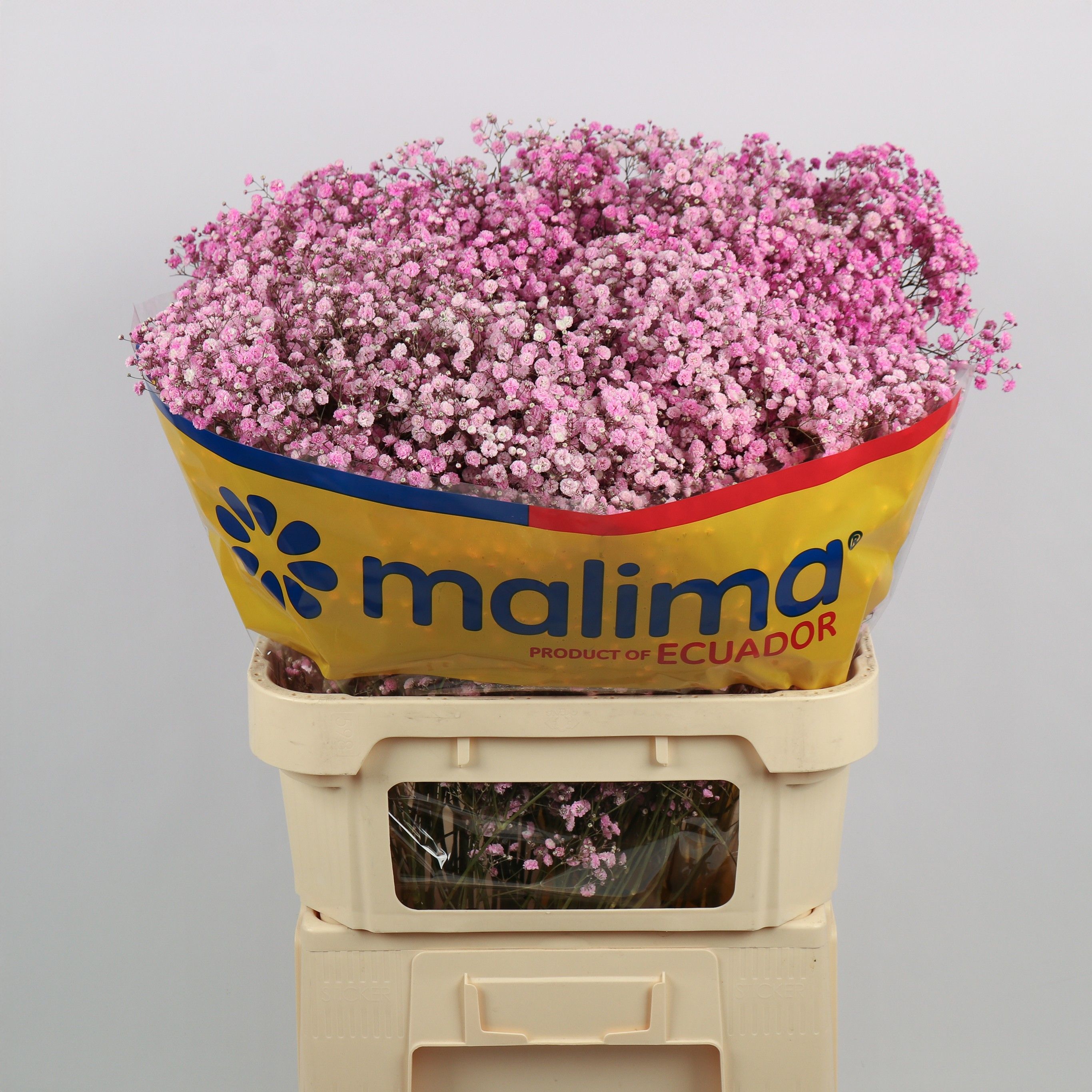 Гипсофила Овериг Крашеная (краш. ) 75, шт.