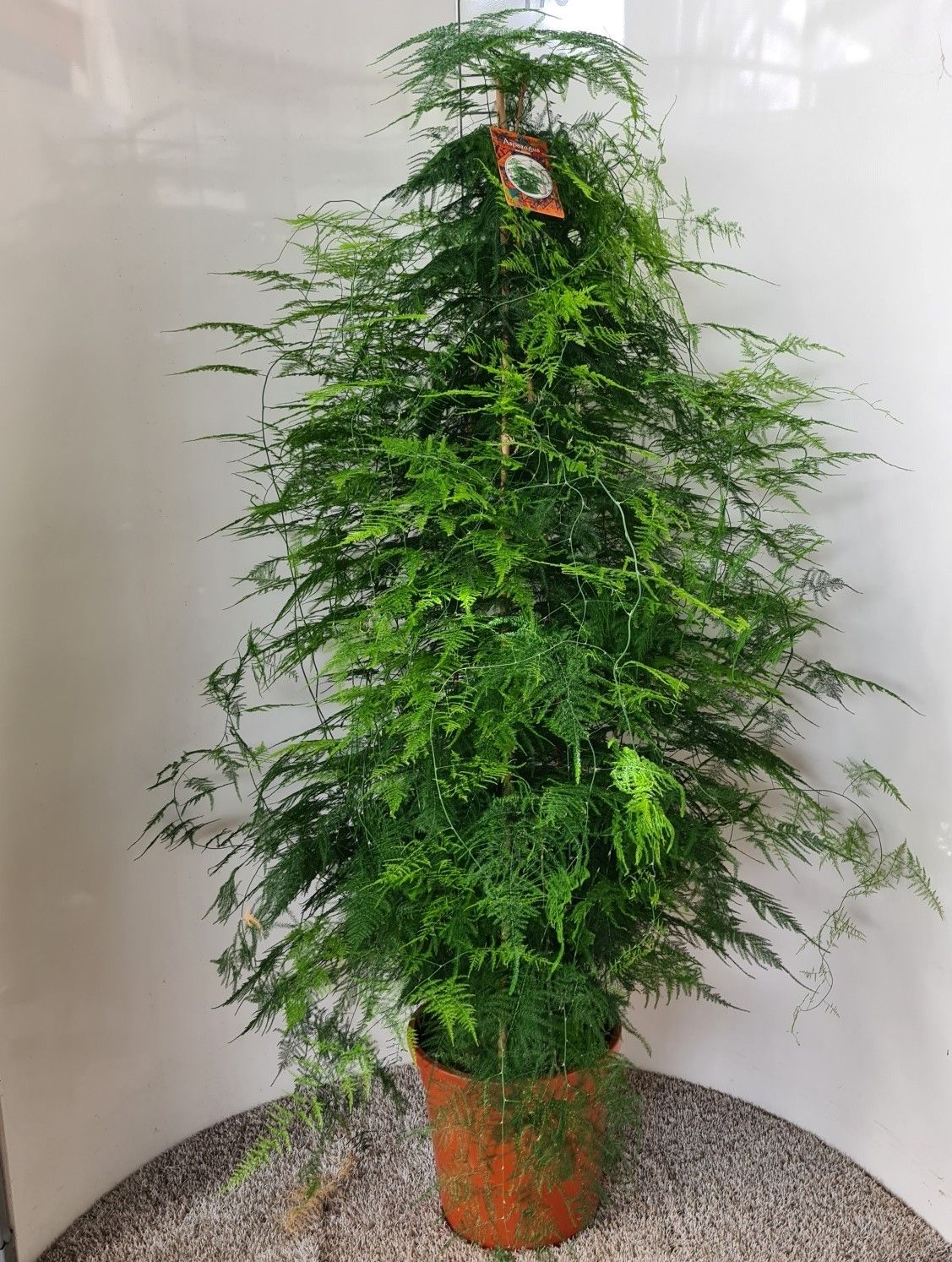 Asparagus setaceus, D 31