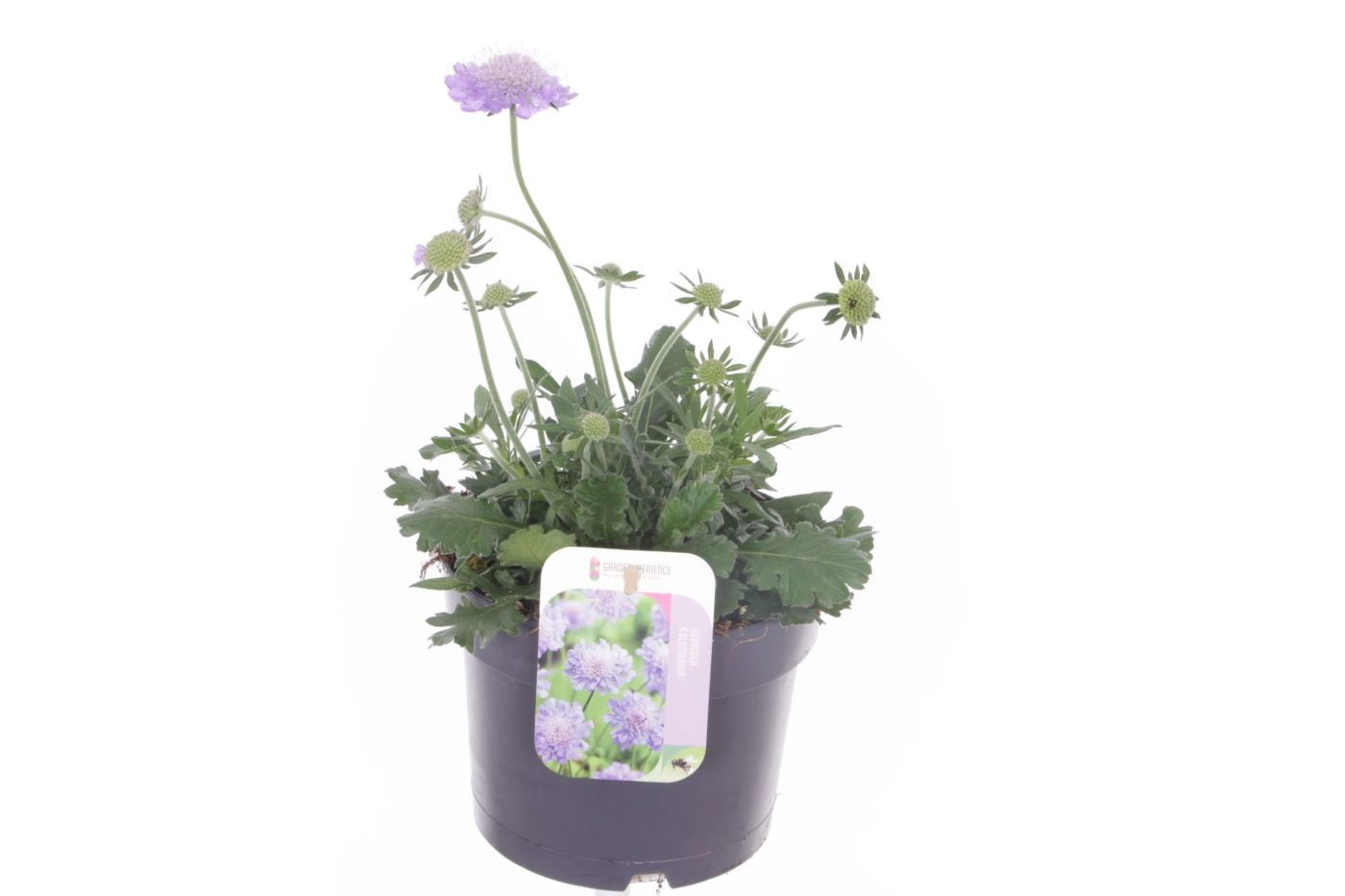Scabiosa col. Mariposa Blue, D 17 cm
