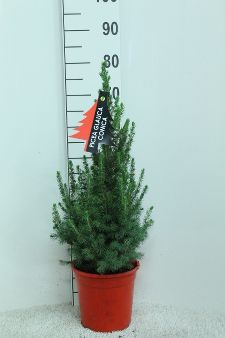 Picea glauca 'Conica' Rode pot P21 Potgekweekt, D 21 cm