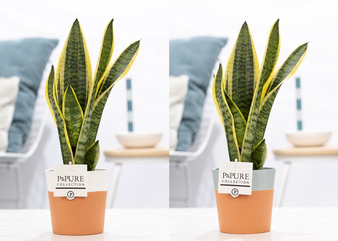 Sansevieria Trif. "Futura Superba" in P&PURE Terra Cotta 4 ass., D 12