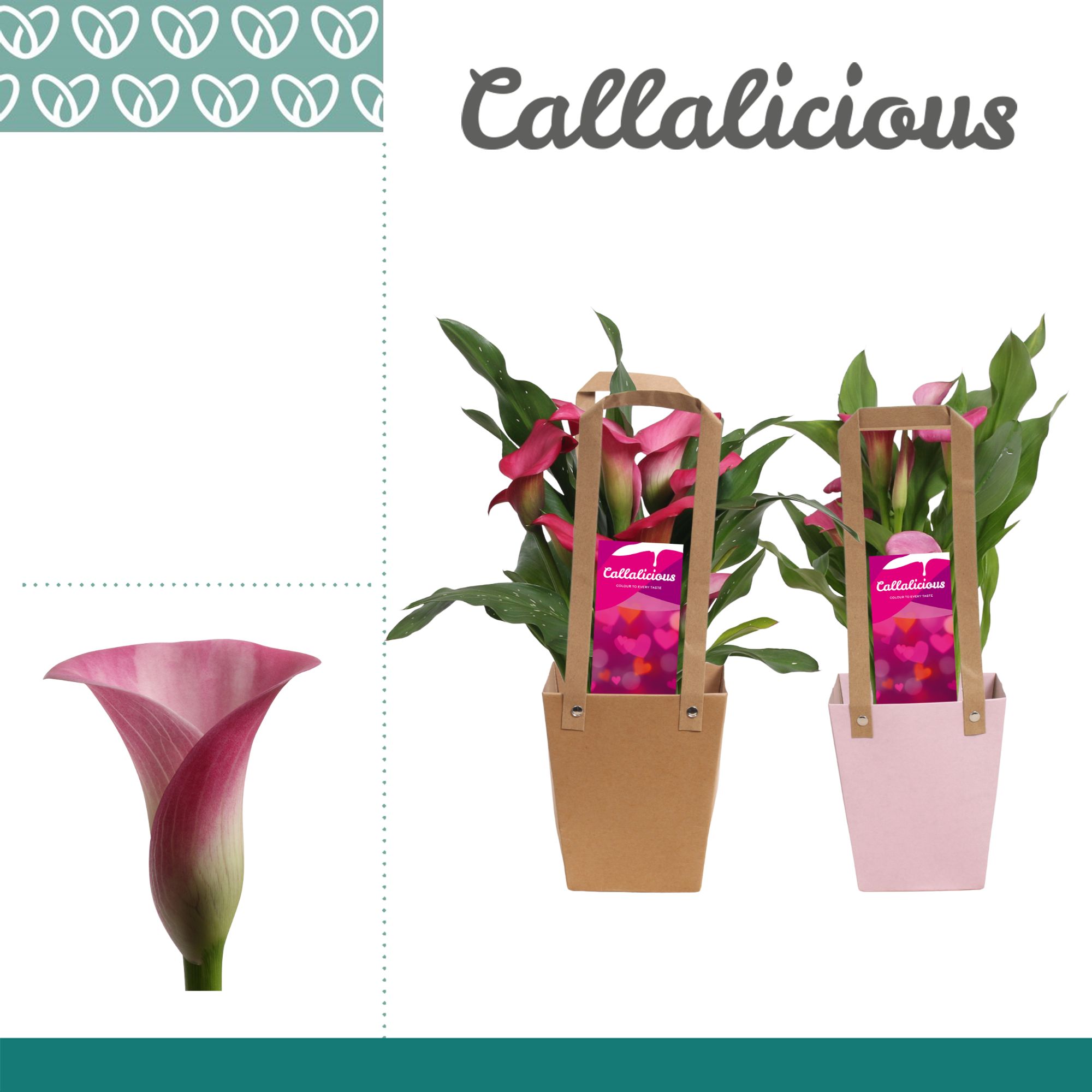 Zantedeschia (Calla) Roze in Giftbag LOVE, D 12