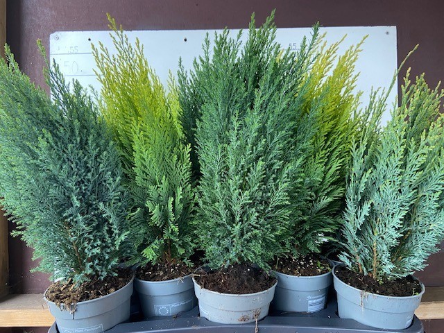 Coniferen overig gemengd, D 13 cm