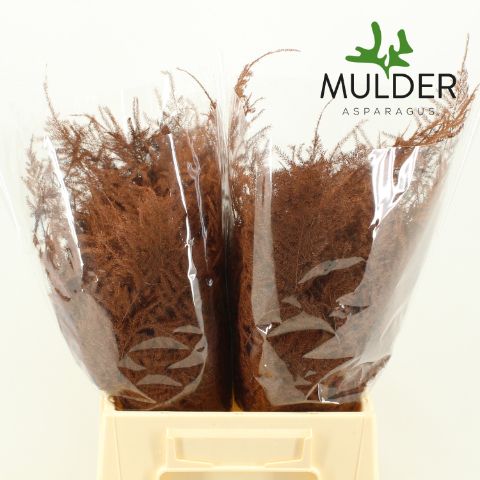 Аспарагус Овериг Крашеный (краш. ) 45, шт.